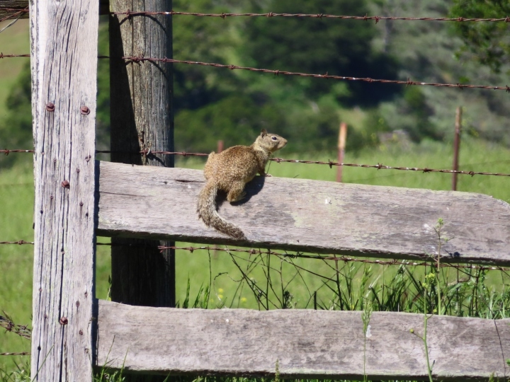 California Ground Squirrel